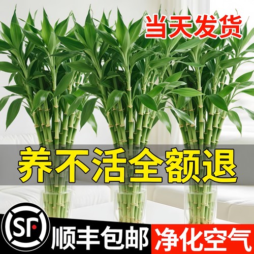 富贵竹水培植物客厅招财花卉绿植室内四季好养盆栽带根粗杆水竹子