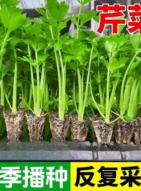 芹菜种子四季小香芹菜种子香味浓郁实心芹菜四季播种农家蔬菜种子