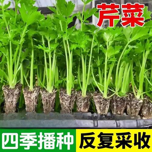 四季小香芹菜种子芹菜种子香味浓
