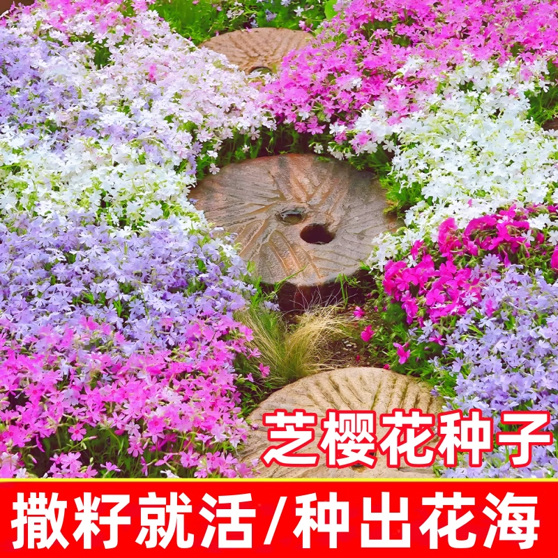 芝樱花种籽子低矮地被植物福禄考花籽孑室外庭院花卉四季播种开花