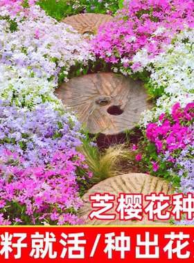 低矮地被芝樱花种籽室外庭院