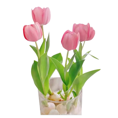 5颗郁金香种球水培玻璃瓶套装