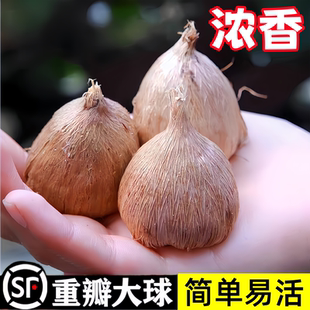 香雪兰种球四季播种小苍兰鲜花盆栽进口重瓣特大球带花苞种球混色