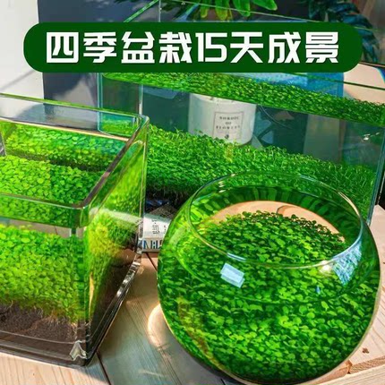水草种子生态玻璃鱼缸小型乌龟缸金鱼植物真草籽造景桌面客厅家用