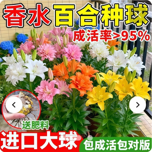 进口重瓣香水百合种球类花卉种子郁金香阳台耐寒四季开的盆栽鲜花