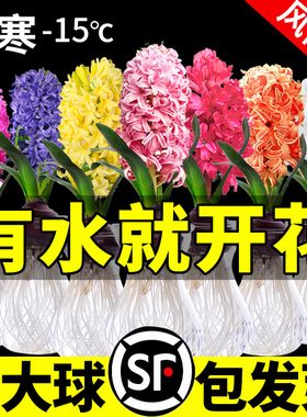 风信子种球水培植物四季耐寒水养土培套餐冬季易种活室内花卉盆栽