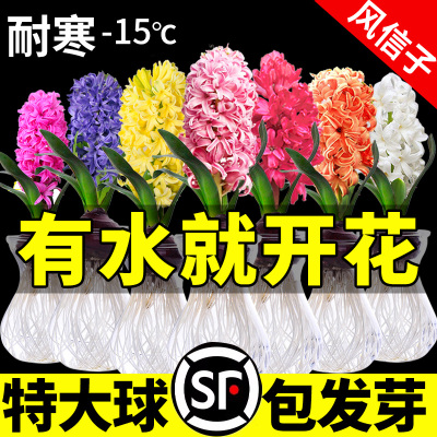 风信子种球水培土培套餐