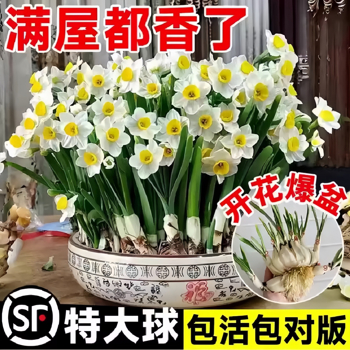 水仙花种球特大球水培盆栽植物室内四季水养花卉洋水仙秋冬季开花