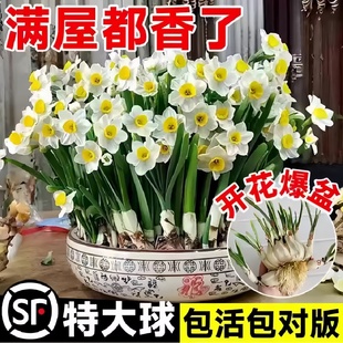 水仙花种球特大球水培盆栽植物室内四季水养花卉洋水仙秋冬季开花