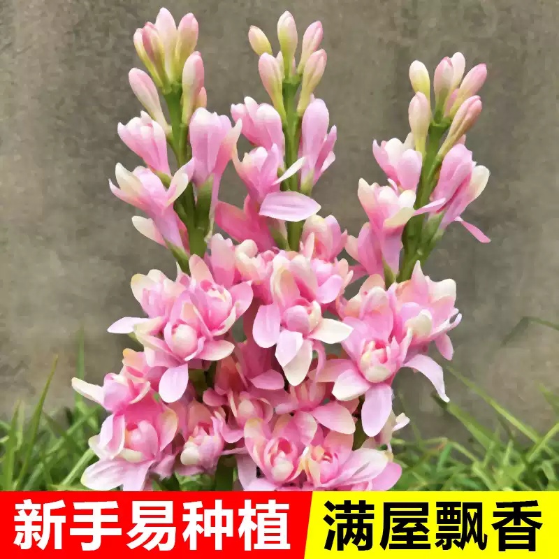 晚香玉种球重瓣大花球根夜来香浓香型多年生切花庭院阳台花卉盆栽