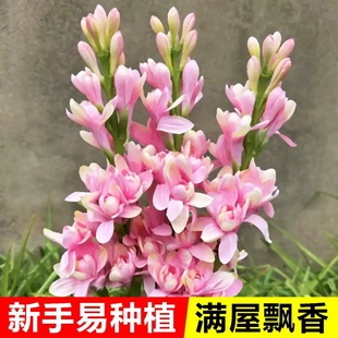 晚香玉种球重瓣大花球根夜来香浓香型多年生切花庭院阳台花卉盆栽