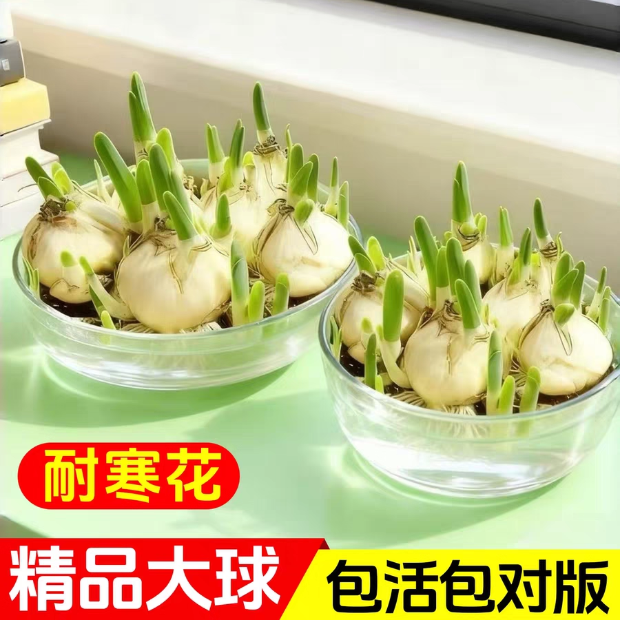 水仙花种球水养盆栽洋水仙种球四季开花卉水培绿植物室内花好养活
