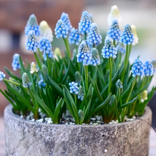 进口葡萄风信子种球土培水培植物室内外阳台耐寒易活盆栽花卉种子