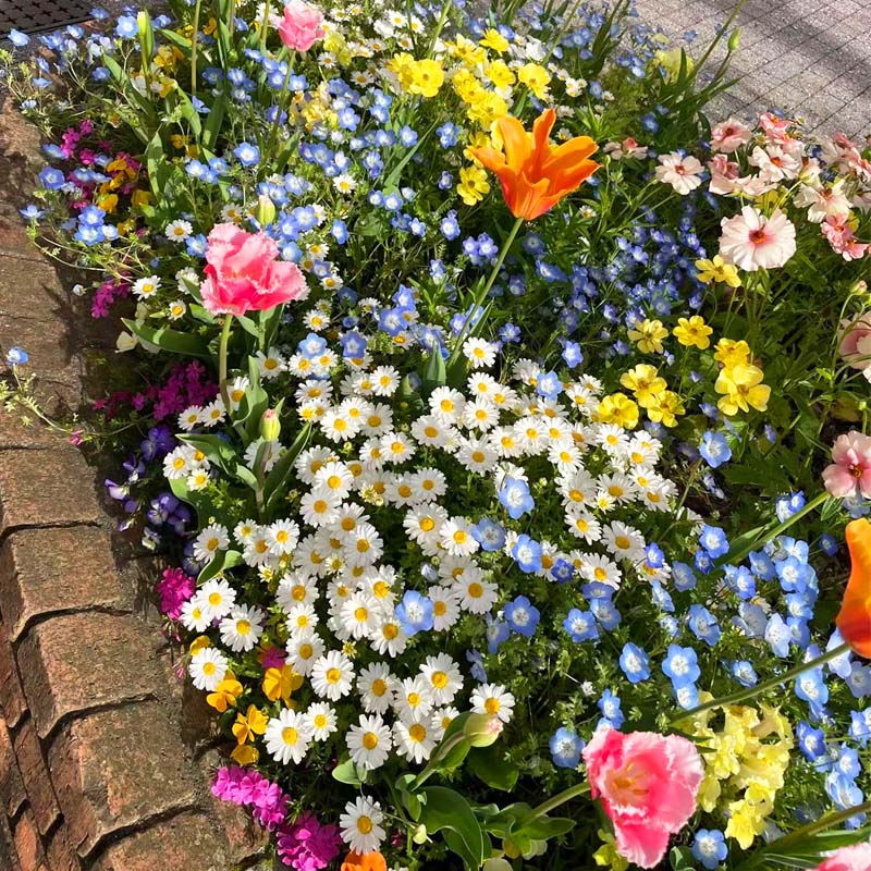 野花组合种子四季播开花易活