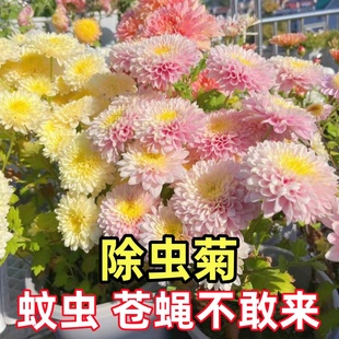 开花太阳花野花组合种孑 除虫菊花种籽子夏季 驱蚊花卉室内盆栽四季