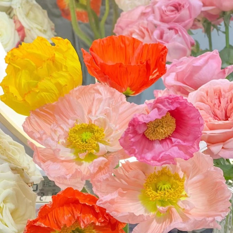 虞美人花种子四季播种花卉盆栽阳台庭院易活春秋重瓣太阳花种籽孑