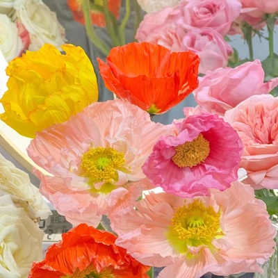 虞美人花种子孑重瓣太阳籽盆栽