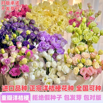 重瓣洋桔梗花种子混色四季播种开花庭院室外花种籽子易活花卉种孑