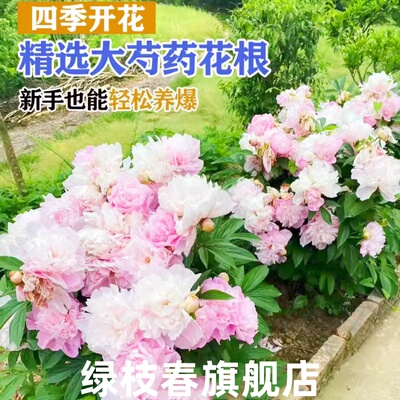 芍药花苗抗寒易活盆栽根块