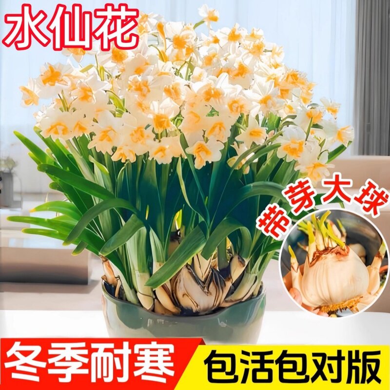 水仙花种球水养春节开花