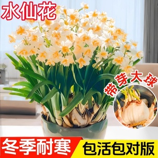 水仙花种球重瓣水培盆栽四季 室内水养花卉洋水仙植物郁金香花种子