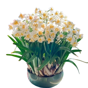 水仙花种球重瓣水培盆栽四季室内水养花卉洋水仙植物郁金香花种子