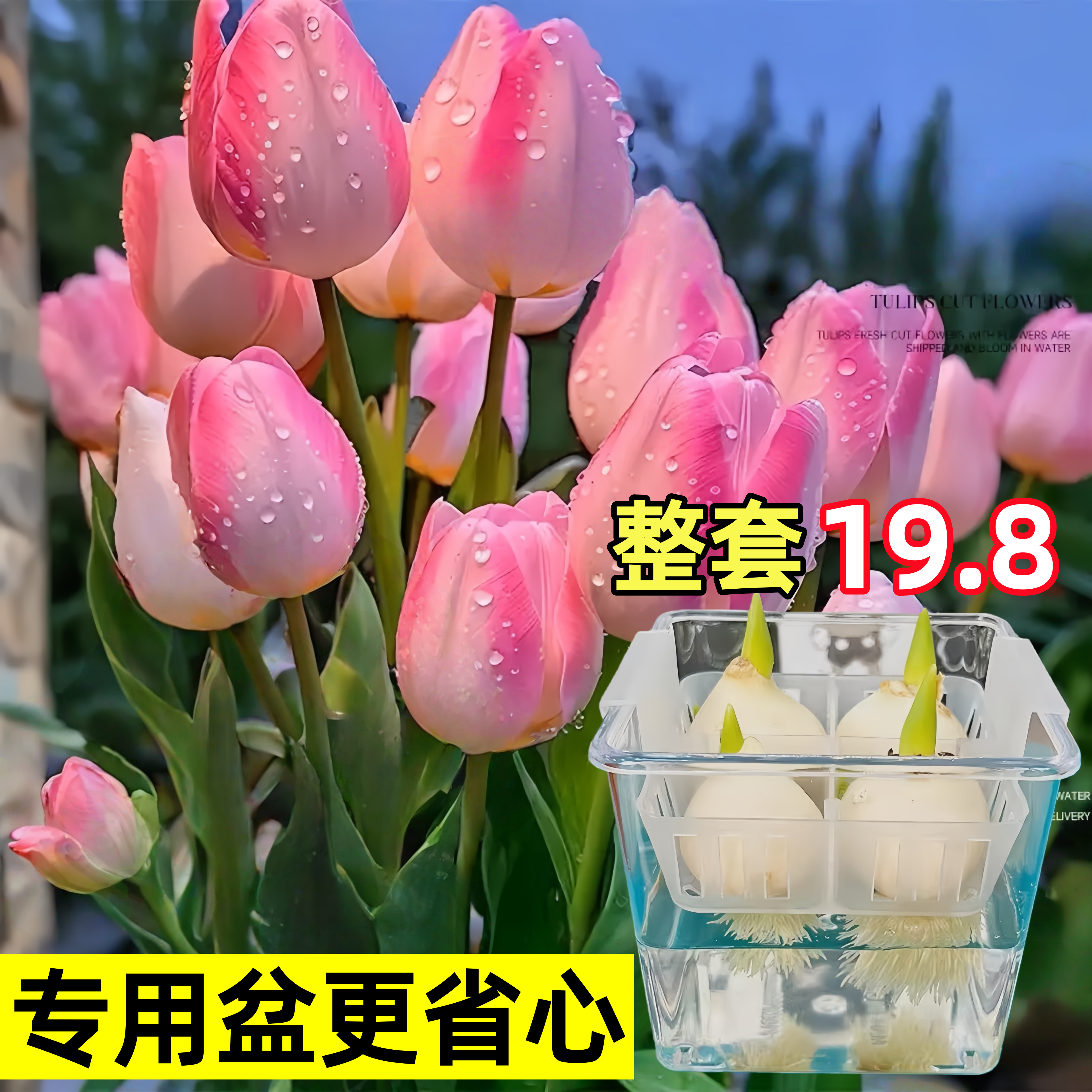 郁金香种球定植篮水培花卉植物室内阳台鲜花盆栽荷兰大球花种籽子