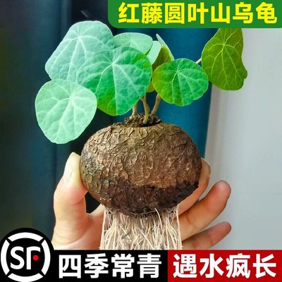 山乌龟种球爬藤水培植物钱串多肉植物室内盆栽红藤圆叶好养金不换