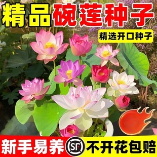 碗莲水培植物四季水养绿植七彩碗莲种子带花苞种藕睡莲荷花卉盆栽