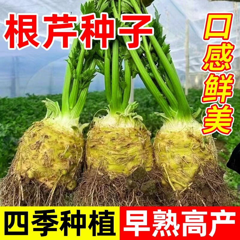 根芹菜种籽蔬菜秧苗地中海芹菜种孑农作物种子阳台盆栽四季种植苗