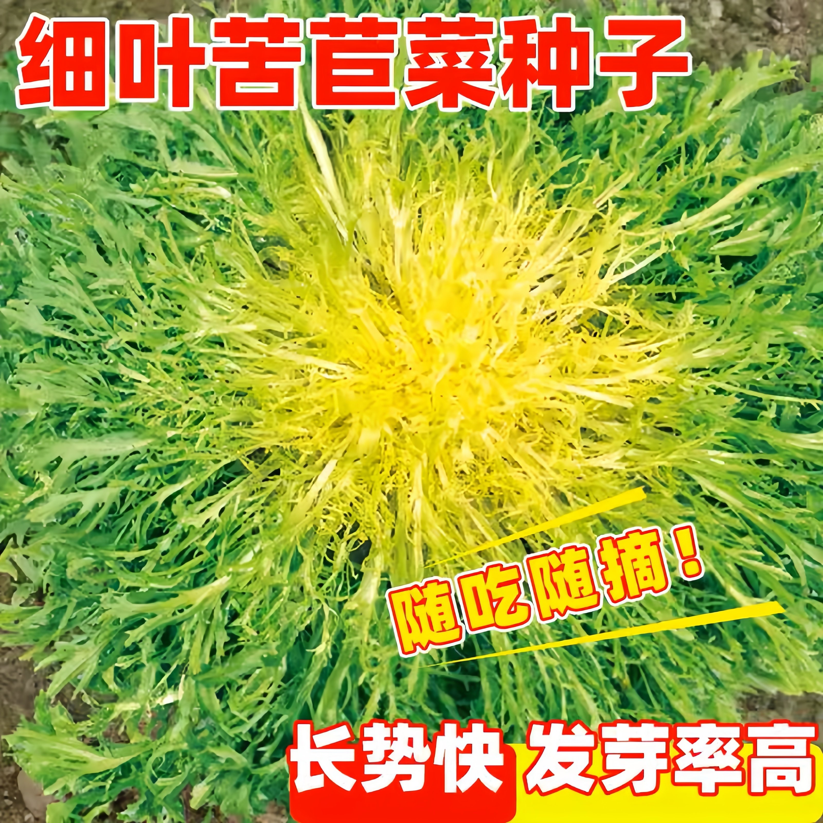 苦菊菜种籽黄心苦苣菜种子室内盆栽菜籽苦苣种籽子农家四季菜种籽,农用物资,蔬菜种子/种苗,淘宝优惠券,粉丝福利购,淘宝优惠卷