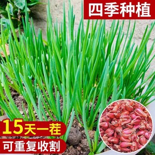 香葱头种子阳台盆栽四季 小葱种籽红葱头蔬菜种孑家庭种植火葱头苗