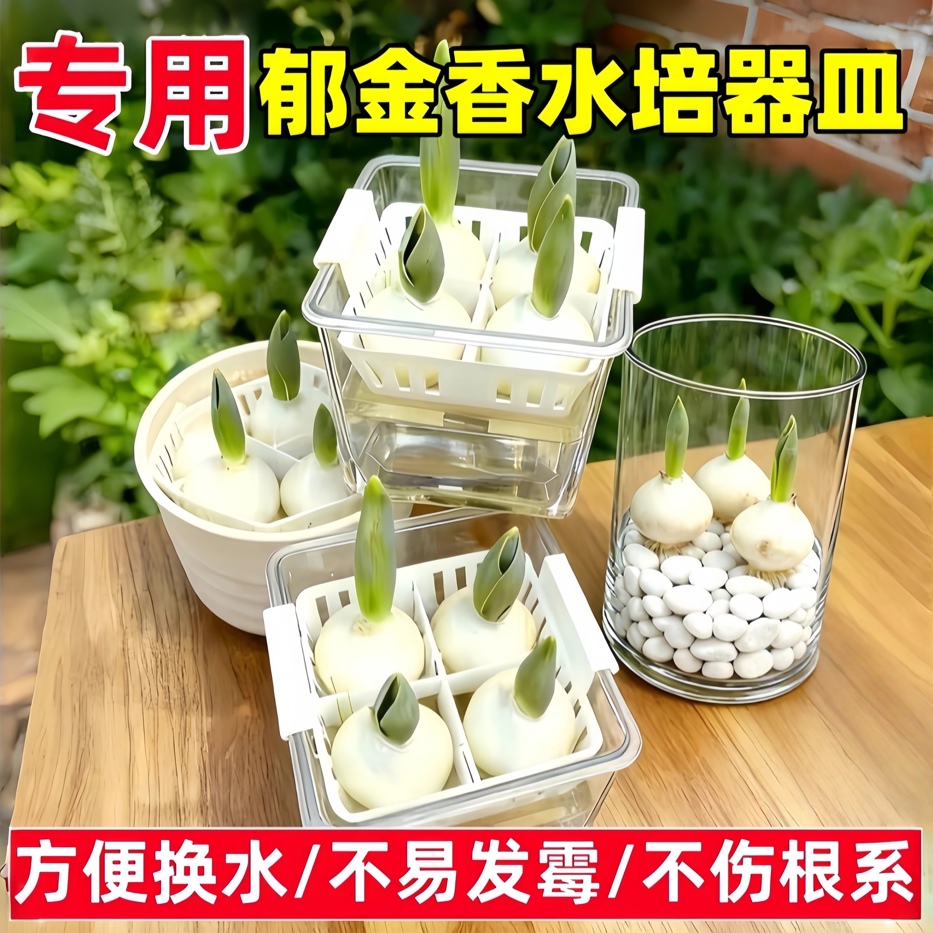 新款水培郁金香花盆含定植篮水养种球玻璃器皿方便换水亚克力花瓶