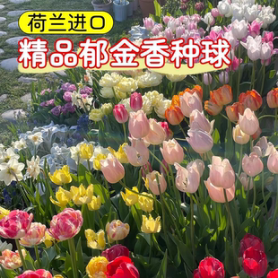 进口郁金香大种球地栽100个批发种子水培植物五5度球室外四季 盆栽