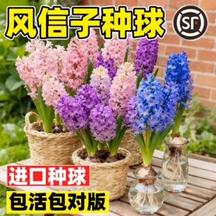 风信子种球水培套装 水养花卉植物土培盆栽郁金香种子 荷兰进口四季