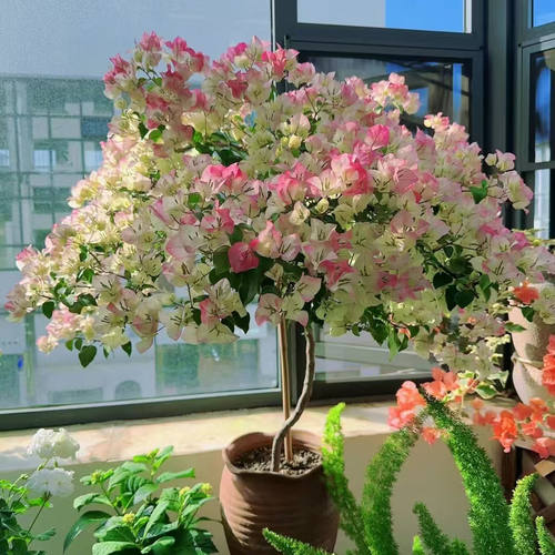 适合阳台养的花【带盆苞