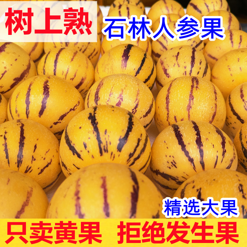 云南石林人参果10斤大果新鲜人叁果水果七彩黄肉圆果人生果包邮5