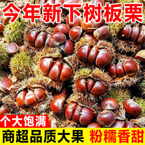板栗2026新货云南新鲜生迁西小板栗子农家自种高山正宗油板栗现货