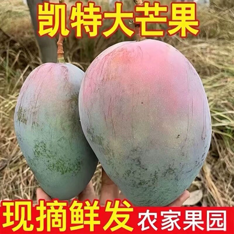 放软吃四川攀枝花凯特芒果新鲜应季水果整箱包邮特大青果当季