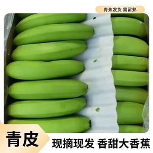 云南红河高山香蕉现摘现发自然无药水浸泡威尼斯香蕉应季 直发