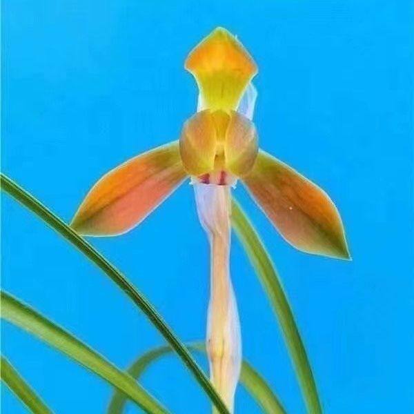 带花苞铭品兰花春兰新品【极红】浓香型经典红花盆栽室内阳台好养