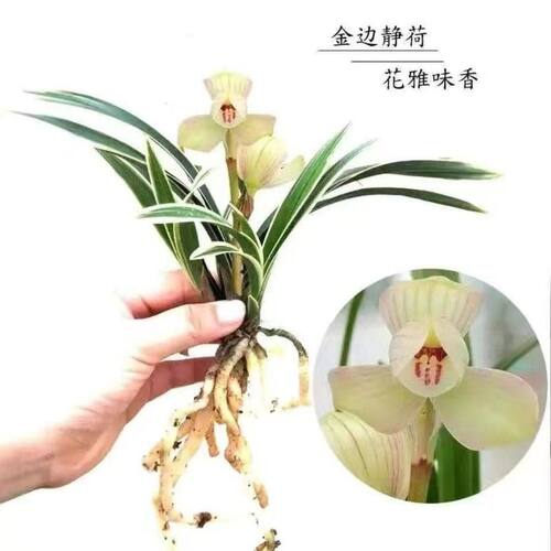 香水金边兰花苗金蝉当年开花浓香室内阳台当年兰花卉水培植物水养