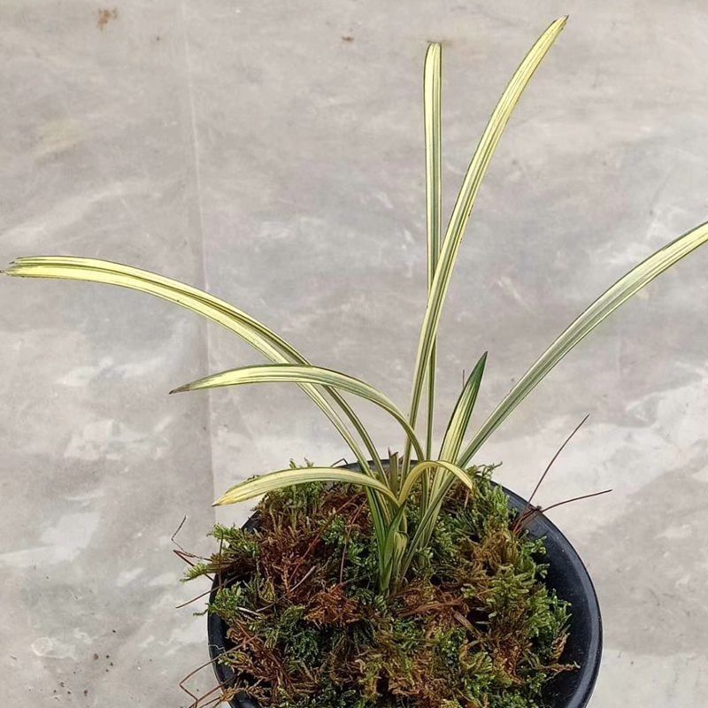 惠兰盆栽中透九龙呈祥艺线艺兰花苗庭院书房绿植盆栽花卉