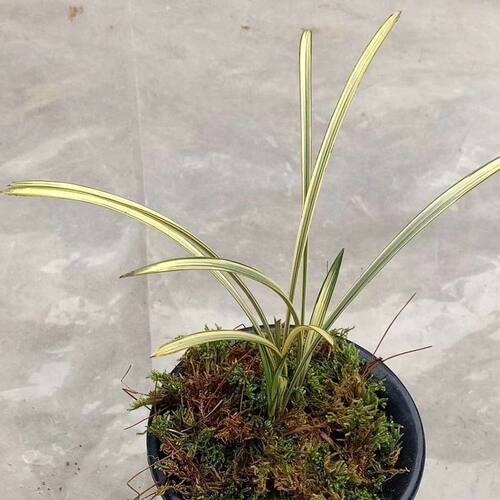 惠兰盆栽中透九龙呈祥艺线艺兰花苗庭院书房绿植盆栽花卉