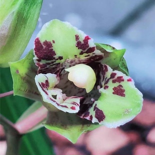 兰花苗送春【荷蝶】漂亮秋芝室内外浓香型绿植花卉大全盆栽