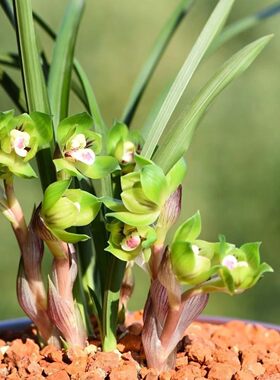 带花苞浓香型矮种兰花大全