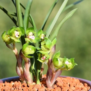 带花苞浓香型矮种兰花大全春兰【绿云皇后】矮种盆栽绿植花卉大全