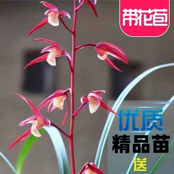 带花苞铭品兰花苗新品细叶寒兰