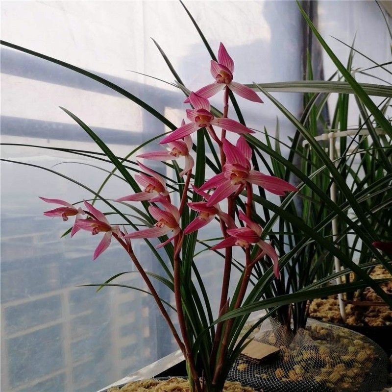 带花苞【女儿红】浓香型兰花苗色花盆栽室内外绿植天气越冷越红