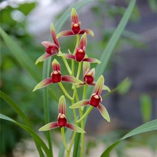 6-11月带花苞兰花建兰【国魂】浓香型花卉色花盆栽基地直发